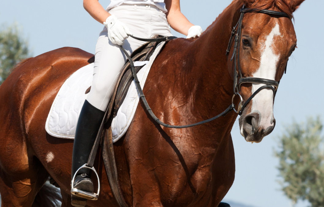 AiCS a Fieracavalli con l’equitazione inclusiva, l’arte dei butteri e il battesimo della sella per i più piccoli